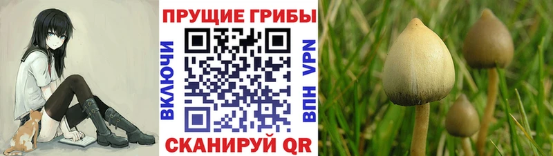 Псилоцибиновые грибы GOLDEN TEACHER  KRAKEN вход  Гурьевск 